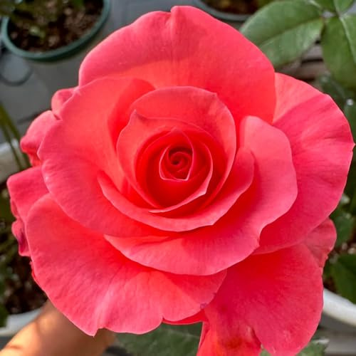 semillas de jardin de rosales variedades antiguas, primavera de rosa trepadora de silvestres, para bancales elevados 120pcs