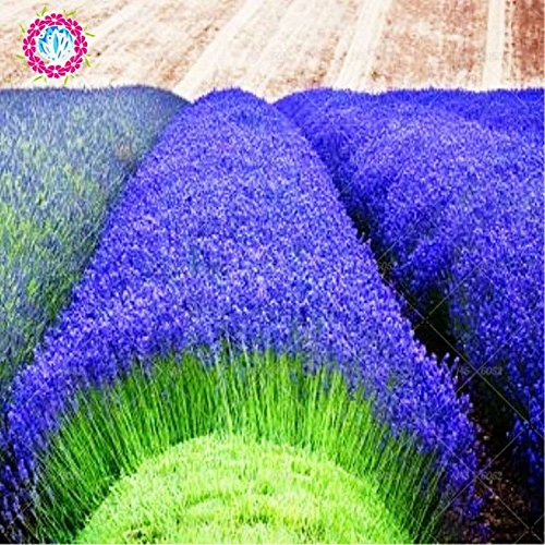 200 PCS graines de lavande français de provence graines de lavande bio très parfumée plante fleur de parfum Graines de fleurs Accueil bonsaï Jardin 2