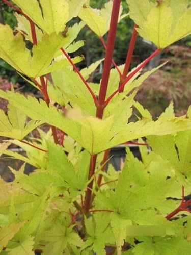 Korallenrinden-Ahorn Sango-Kaku - Ahorn palmatum Sango-Kaku 60-80