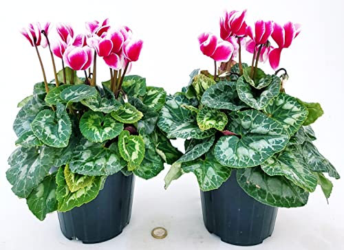 POWERS TO FLOWERS - CICLAMINO A FIORE GRANDE BICOLORE, CICLAMINO DA BALCONE, 2 PIANTE, VASO 14CM Diametro, piante vere
