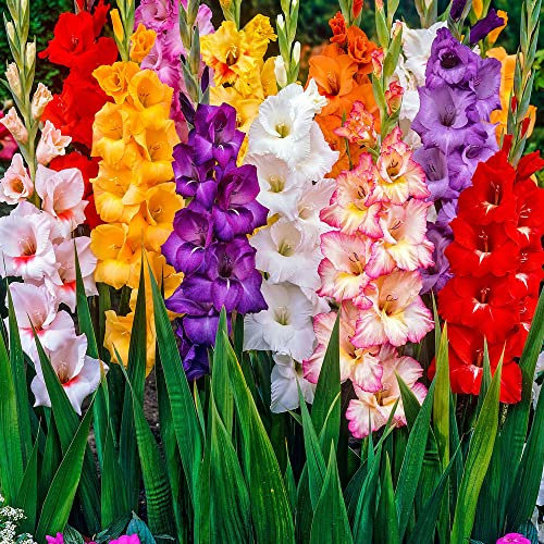 Gladiolus Large Flowers – Bunch of Blushy Blooms – Perennial – Summer Flowering Bulbs – for Your Beautiful Garden (10 x Gladiolus Large Flowering Mixed)