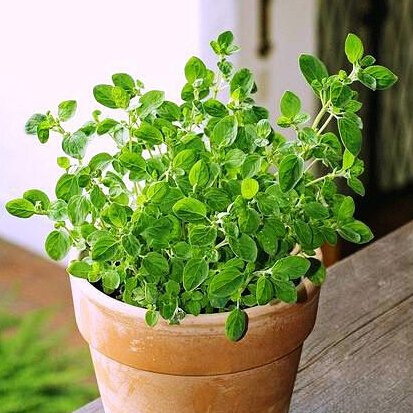 Germination des graines de marjolaine Graines de légumes pour herbes culinaires Paquet de 100 graines