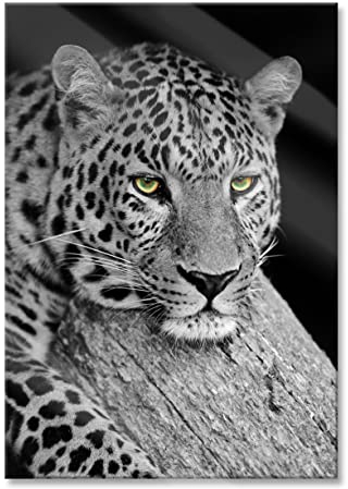 Pixxprint Glasbild, Wandbild aus Echtglas, ruhender Leopard, 60x80 cm, inkl. Aufhängung und Abstandshalter