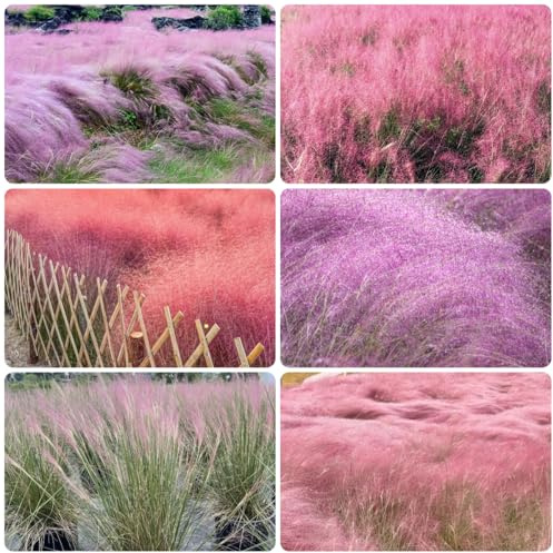 ziergräser - muhlenbergia capillaris - hochbeet für sonnige plätze herbstpflanzen deko wohnzimmer bodendecker herbst deko gartenpflanzen für draußen immergrüne sträucher winterhart 650zwiebeln