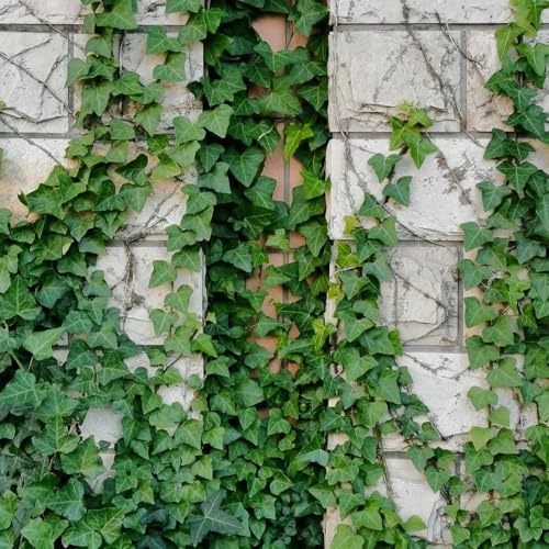 semi di edera - Viti di edera - pendenti, rampicanti resistenti per il giardino Decorazione del soggiorno, pensile rampicanti, rustiche 100pcs