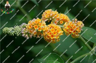 Graines de fleurs de Buddleia fraîches pour planter du pain jaune paquet de 100 graines