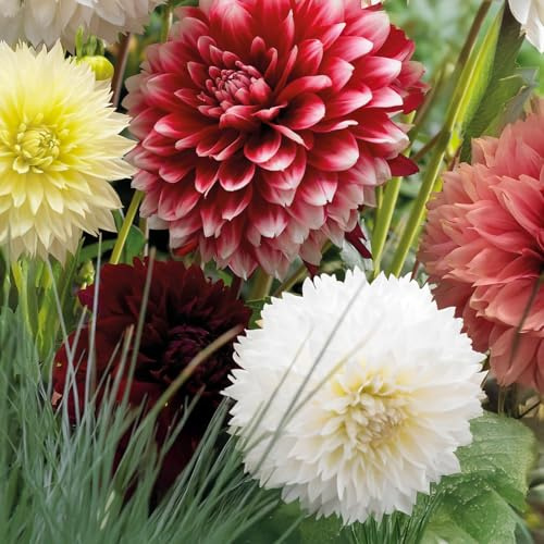 Bulbi di DALIA | Bulbi provenienti dai migliori produttori Olandesi | Esclusiva selezione e controllo qualità | Fioritura garantita dal primo anno. (3 Dalia FIMBRIATA RED & WHITE)