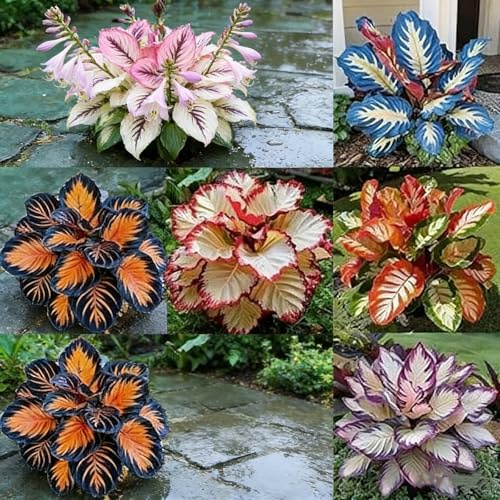 Adatte per la decorazione di giardini e balconi/Hostas/Rizoma Hosta/Hosta resistenti-4 Rhizome-G