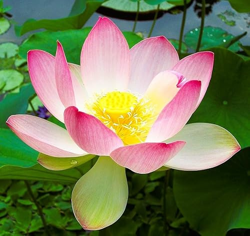 6 Semillas de Nelumbo nucifera (Loto Sagrado) – Planta Acuática Ornamental de Flor Exótica – Ideal para Estanques, Jardines Acuáticos y Cultivo Decorativo