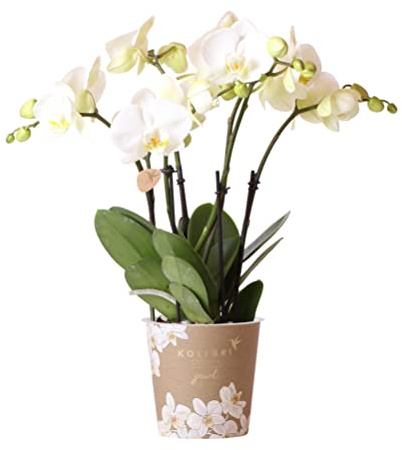 Kolibri Orchids | Weiße Phalaenopsis Orchidee Topfgröße - Jewel Ghent - Topfgröße Ø12cm | blühende Zimmerpflanze - frisch vom Züchter