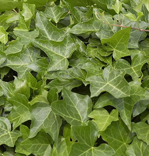 Gemeiner Efeu 125-150cm - Hedera helix - lebende Gartenpflanze aus den Baumschulen