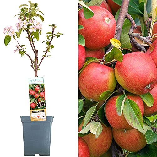 Colección de árboles frutales para el patio | Varios frutos | Ideal para jardines pequeños | 2-3 pies