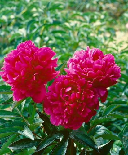 Paeonia lactiflora 'Kansas' 11x11 cm Topf – Winterhart, Mehrjährig, Pflegeleicht – Pfingstrose – Blütenstaude für Beet & Garten