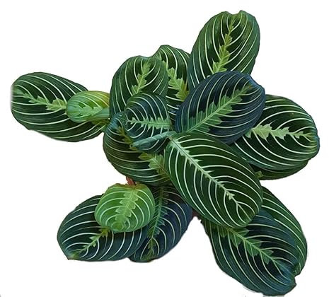 Maranta Lemon Lime Planta de Interior Resistente a un Riego Moderado