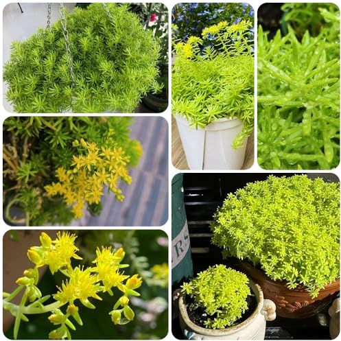 Semillas de Sedum Lineare - semillas de exterior resistentes Decoración de jardín para exteriores jardín 300pcs