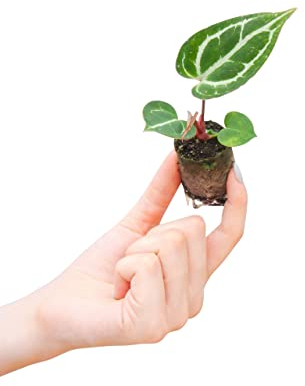 PLNTS - Baby Anthurium Anthurium Crystallinum - Zimmerpflanzen, Pflanzen Echt, Nachhaltige Verpackung - 2cm Stecklinge - Höhe 10cm - Direkt von der Gärtnerei