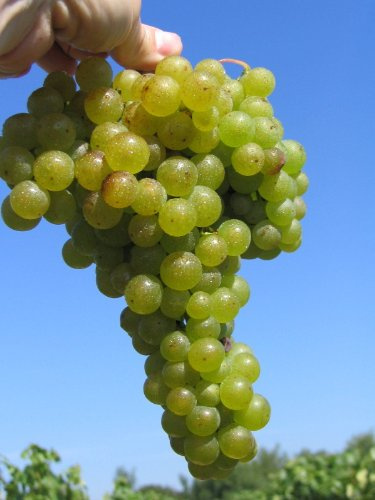 Vitis vinifera Huxelrebe - weiße Weinrebe Tafeltraube - sehr süß - kernarm