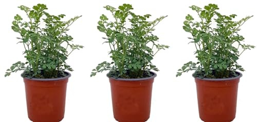 Pack de 3 Plantas Aromáticas Ruda Graveolens, 15 cm | Ruta Graveolens, Hojas verdes, Fuertes, Olor característico