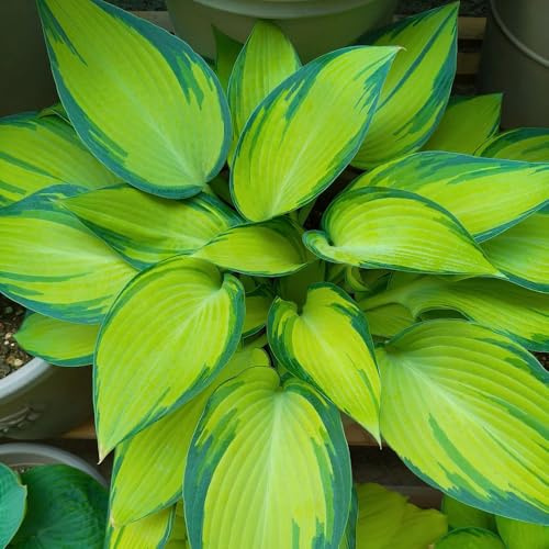 semi di hosta, hosta resistente Hosta plantaginea, da giardino roccioso resistenti vecchie varietà semi da balcone funky resistente 80pcs