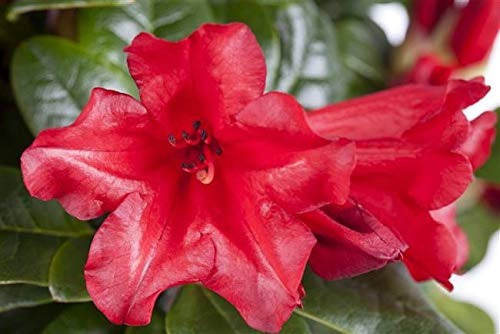 Zwergalpenrose Rhododendron repens Scarlet Wonder 20-25 cm winterhart | Rote Bluete, kompakter Wuchs, pflegeleicht, bienenfreundlich, ideal für Steingarten, Vorgarten und Balkon