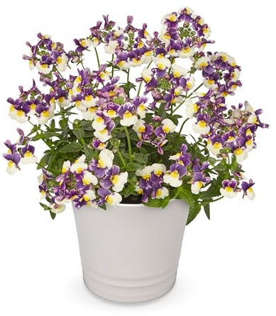 Nemesia Neminio Up Blue Cream - 6 Starter Plants Vibrant Bedding Plants. Ready for pots or Hanging Baskets Plants Online.Summer Garden