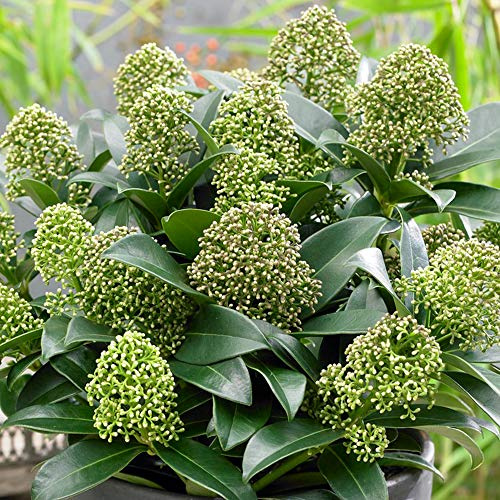 Skimmia japonica Fragrant Cloud | Duftende immergrüne blühende Gartenshrubbe im Topf