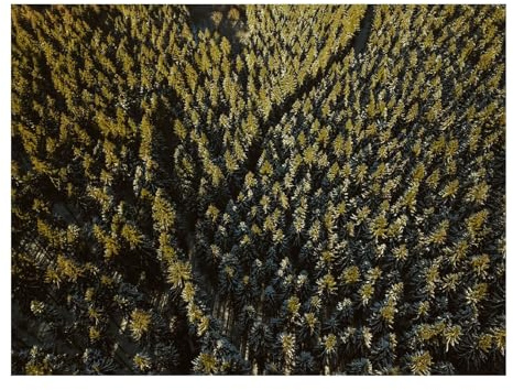 1000 Teile Puzzle für Erwachsene Und Kinder ab 14 Jahren-Wälder,Nadelbäume,dicht 70x50cm