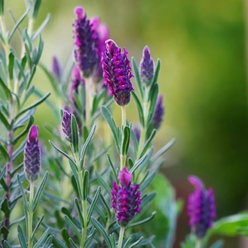 semillas de lavanda resistentes, silvestres perennes, jardín, balcon 350pcs