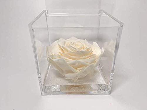 OneFlower by PremiumRose Cubo Rosa Stabilizzata Bianca Profumata da 10cm con Marmo di Carrara | Idea Regalo Mamma, Fidanzata, Amica, Idea Regalo per Compleanno, Laurea | Made in Italia (Bianco 1018)