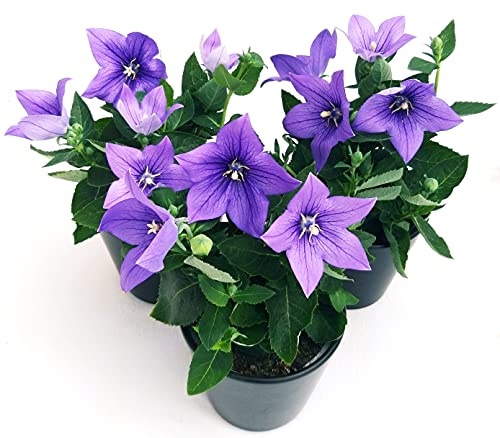 POWERS TO FLOWERS - CAMPANULA PLATYCODON BLU 3 PIANTE, piante vere