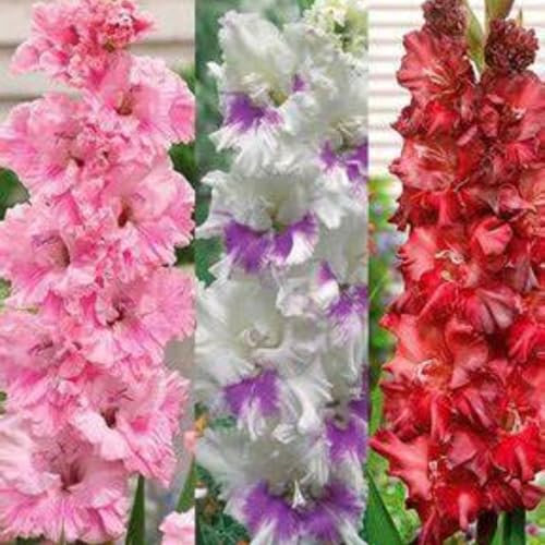 Gladioli bulbi,gladiolo pianta,gladioli fiori,bulbo resistente al freddo,profumato,gladiolo in vaso,altamente ornamentale,bello e sano,bulbi di gladioli.-5bulbi-B