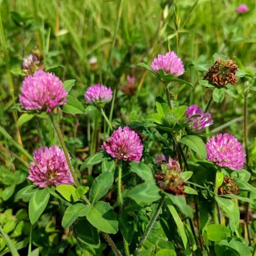 Rotklee, nachhaltige produkte Trifolium pratense, küchenkräuter stauden winterhart mehrjährig gartenpflanzen 600Samen