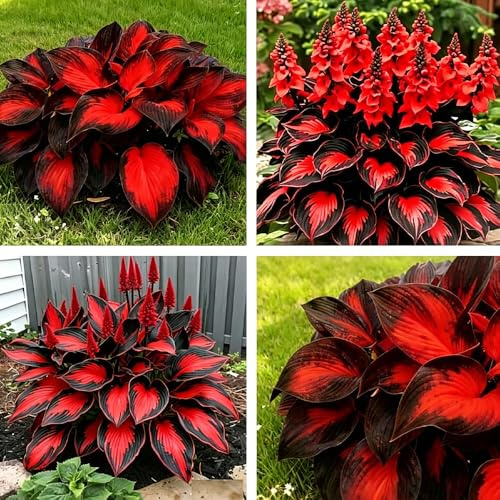 200+ Red Hosta, Multi-Use Landscaping, Perennial Rapid-Growing