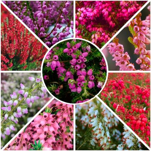 GrowOn Shrubs [x8] All Seasons Heather Plant Collection | Variety-Pack | Evergreen Shrubs | Outdoor Garden Ready Plants | Summer, Autumn, Spring, Winter Flowering | Red, Pink, Purple, White Flowers