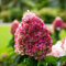 Pinky Promise (3 Pflanzen) Winterharte Hortensien Paniculata, Echte Garten Hydrangea pflanzen aus Holland (kein Samen, kein Kunstblumen und nicht künstlich), Mehrjährig für Töpfe und Balkone