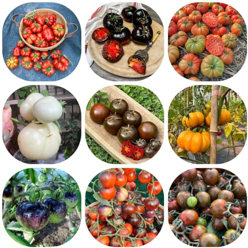 tomatensamen alte sorten, exotische seltene garten gemüsebeet, bodendecker winterhart 350pcs