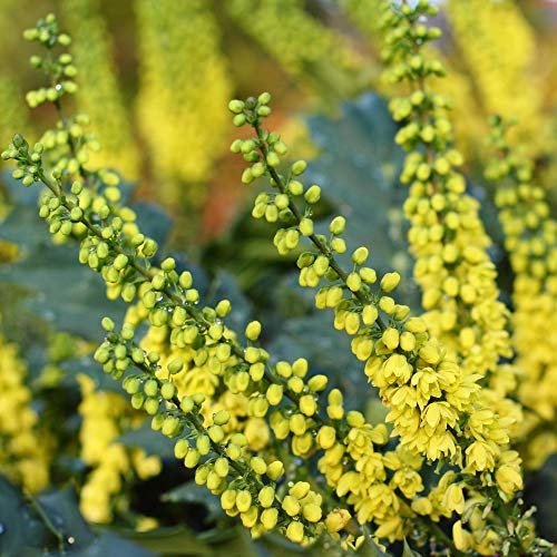Mahonia Soft Caress Oregon Grape Bushy Outdoor Evergreen Garden Shrub Plant in Pot (9cm Pot, 20-30cm)