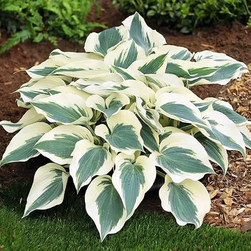 Hosta Funkie Viele Arten und Farben zur Auswahl Knollen Wurzeln Mehrjährige Winterhart Pflanze (Firn Line)
