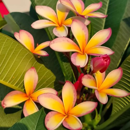 frangipani winterharte stauden für pralle sonne blumensamen mehrjährig winterhart extrem winterharte kübelpflanzen blumenbeet balkon kletterpflanze pflanzendeko heilkräuter bonsai topf 40samen
