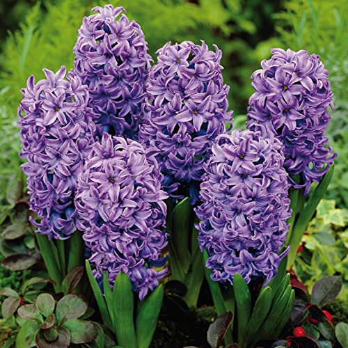Hyacinthus Bulbi - Compatti, Robusti, Naturali, Freschi, Vitali-4 Bulbi-C