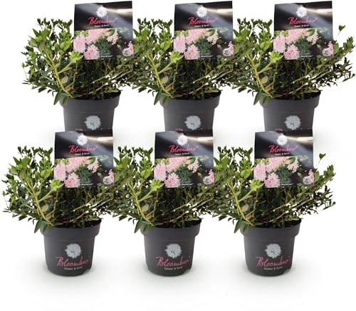 Green boutiQ - Zwerg-Rhododendron - Rhododendron Bloombux Light Pink - Blühender Buxus - Wenig Pflege - Hellrosa Blüte - 6 Pflanzen - Topf 17cm - Höhe 30-40cm