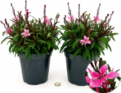 POWERS TO FLOWERS - GAURA 2 PIANTE, VASO 14CM DIAMETRO, Piante vere