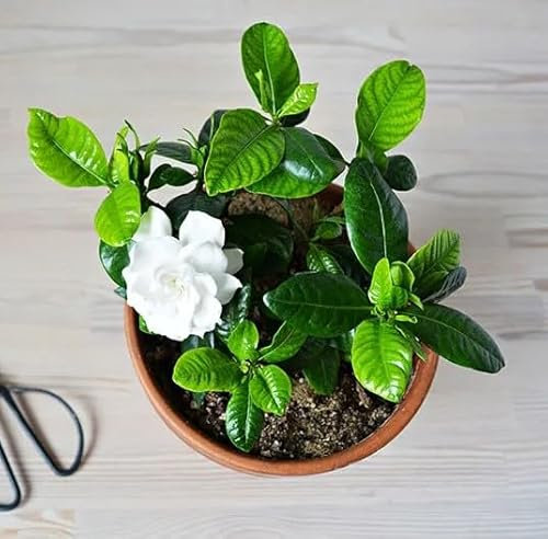 Sustrato para Gardenias y Otras Plantas Ácidas Set 5L con Turba y Compost Vegetal
