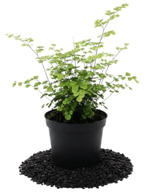 Adiantum Raddianum Fragrans Culantrillo DECOALIVE Planta Verde Delicada con Maceta 12 cm y Altura 25 cm