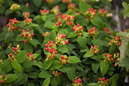 Hypericum androsaemum 9x9 cm Topf – Winterhart, Mehrjährig, Pflegeleicht – Johanniskraut – Zierstrauch für Beet & Rabatte