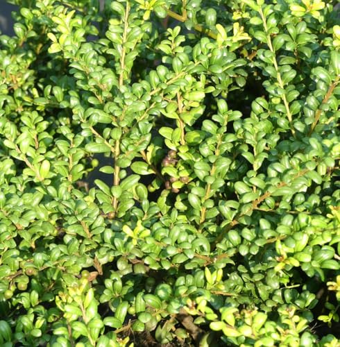Cuillère de houx japonaise - Ilex crenata « Convexa » - Vert - 20-25 cm - Vert persistant - Élevage en plein air