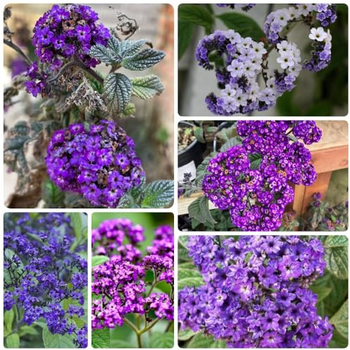 semi di Eliotropio arborescens, semi esotici rare resistenti per il giardino estivi da balcone 80pcs