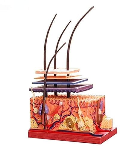 Modello di Insegnamento Dell'organo Umano Insegnamento Medico Colla di Plastica Struttura della Pelle Umana Modello Anatomico Follicolo Pilifero del Cuoio Capelluto Forniture
