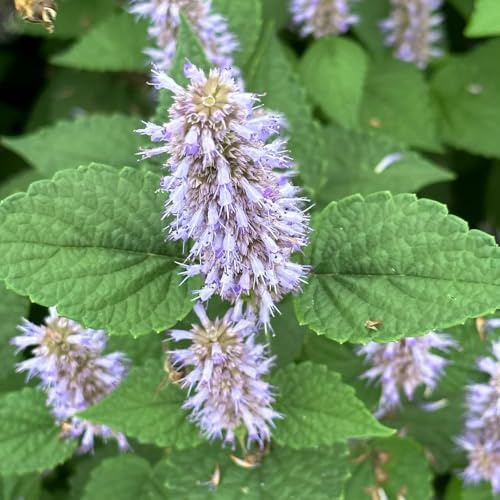 semi di ortica profumata - giardino perenni aiuola balcone rialzato resistenti 500pcs