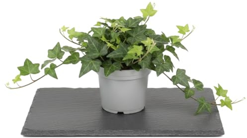 Hiedra común Hedera Helix Verde DECOALIVE | Planta Viva Verde de Porte Colgante | 13 cm Diámetro | 25 cm